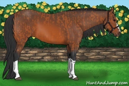 Horse Color:Bay  and Bay 