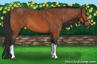 Horse Color:Bay  and Bay 