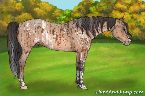 Horse Color:White Spotted Bay  and Amber Champagne Roan 