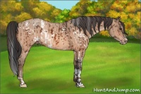 Horse Color:White Spotted Bay  and Amber Champagne Roan 