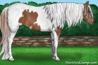 Horse Color:White Spotted Chestnut Tobiano Frame 