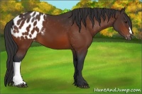 Horse Color:Bay Appaloosa 