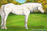 Horse Color:Gold Cream Champagne Appaloosa  and Gold Cream Champagne Appaloosa 