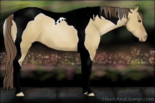 Horse Color:Grullo Pearl Tobiano