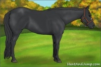 Horse Color:Black Frame