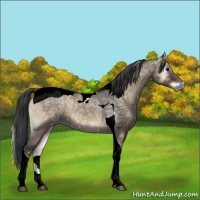 Horse Color:Grullo Ice Onyx Tobiano