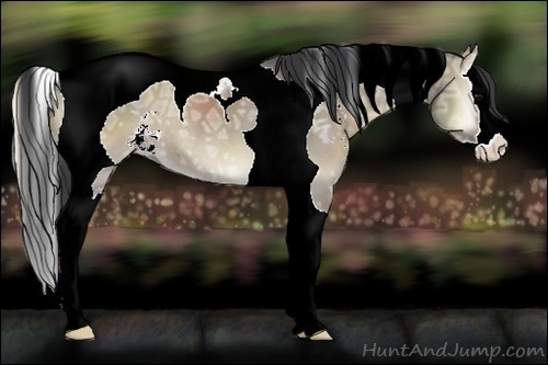 Horse Color:Grullo Ice Onyx Sabino Splash Tobiano Rabicano 