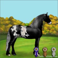 Horse Color:Grullo Ice Onyx Sabino Splash 