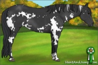Horse Color:White Spotted Black Sabino 