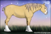 Horse Color:Palomino Dun Splash 