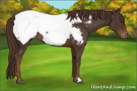 Horse Color:Liver Chestnut Snowcap 