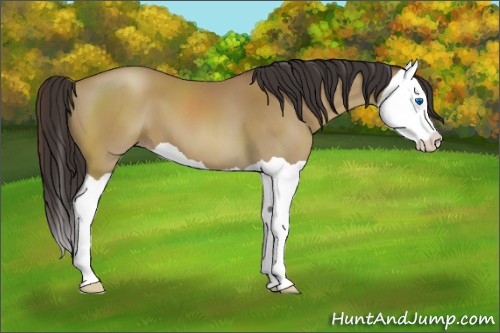Horse Color:Classic Champagne Splash