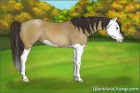 Horse Color:Classic Champagne Splash 