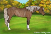 Horse Color:Silver Brown Rabicano 