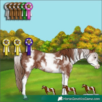 Horse Color:White Spotted Chestnut Tobiano 