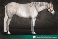 Horse Color:Gray White Spotted Silver Smoky Blue Roan Pearl