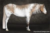 Horse Color:Gray White Spotted Silver Smoky Blue Roan Pearl