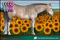 Horse Color:Brown Dun Sabino Splash 
