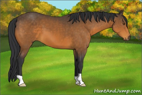 Horse Color:Buckskin 