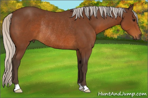 Horse Color:Silver Brown Rabicano 