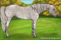 Horse Color:Silver Blue Ice Roan