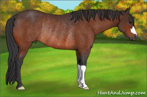 Horse Color:Bay Rabicano 