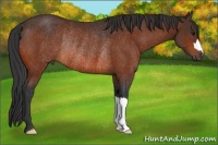 Horse Color:Bay Rabicano