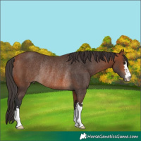 Horse Color:Bay Rabicano 