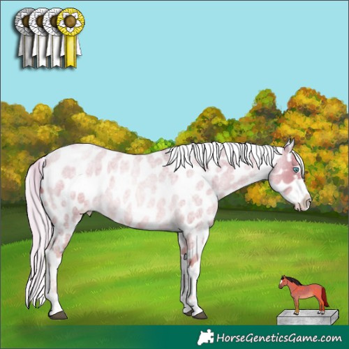 Horse Color:Liver Red Roan Snowdrop Pearl Appaloosa 
