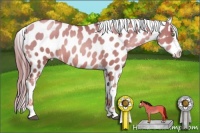 Horse Color:Liver Red Roan Pearl Appaloosa 