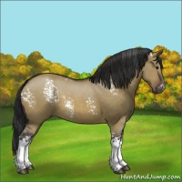 Horse Color:White Spotted Brown Dun Rabicano 