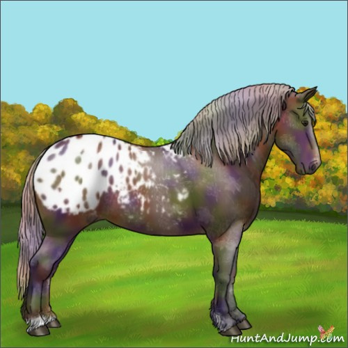 Horse Color:Gray Nacre Silver Bay Sabino Appaloosa 