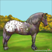 Horse Color:Gray Nacre Silver Bay Sabino Appaloosa 