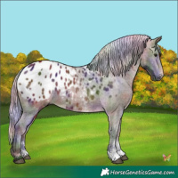 Horse Color:Gray Nacre Silver Bay Sabino Appaloosa