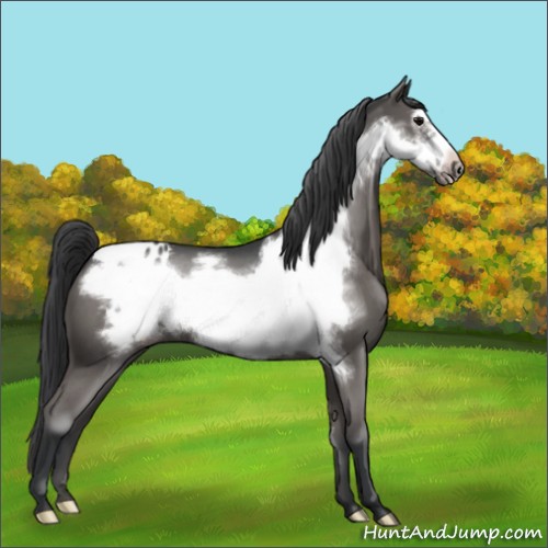 Horse Color:Blue Roan Frame Appaloosa