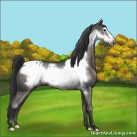 Horse Color:Blue Roan Frame Appaloosa 