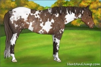 Horse Color:White Spotted Liver Chestnut Snowcap Rabicano 