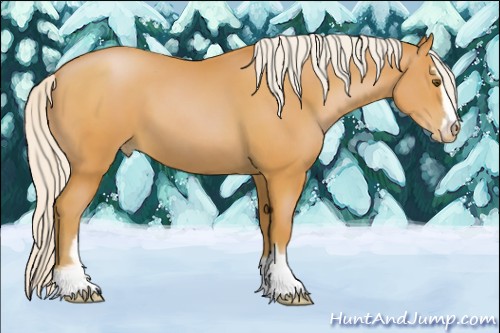 Horse Color:Silver Bay Pearl Sabino 