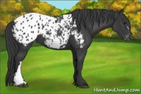 Horse Color:Black Appaloosa 