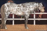 Horse Color:White Spotted Liver Chestnut Ice Rabicano  and White Spotted Chocolate Palomino Ice 