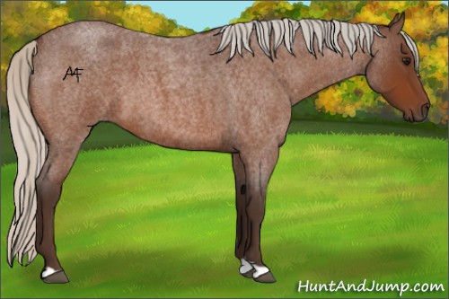 Horse Color:Silver Bay Roan