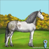 Horse Color:Grullo Sabino Splash 