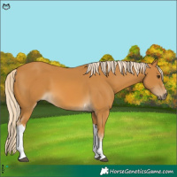 Horse Color:Palomino Tobiano