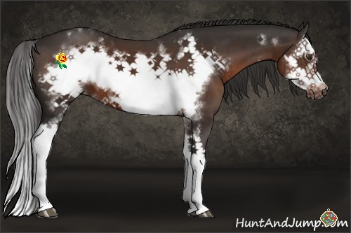 Horse Color:White Spotted Liver Chestnut Splash Frame 