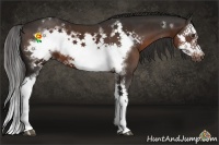 Horse Color:White Spotted Liver Chestnut Splash Frame 