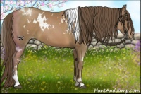 Horse Color:White Spotted Black Pearl Sabino Appaloosa 