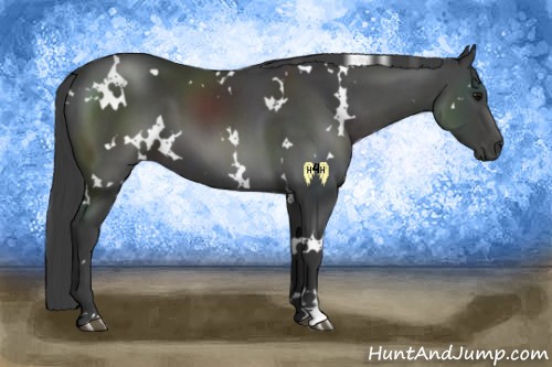 Horse Color:White Spotted Smoky Black