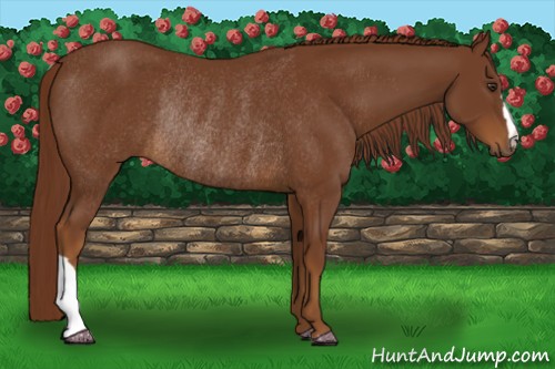 Horse Color:Chestnut Rabicano 