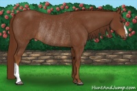 Horse Color:Chestnut Rabicano 