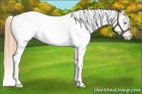 Horse Color:Gold Champagne Snowcap 